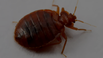bed bugs heat treatment cost in Houston