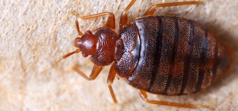 bed bugs treatment in Houston