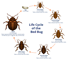 What Do Bed Bugs Look Like - Kill Bed Bugs